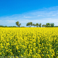 Buy canvas prints of Field with yellow flowers and blue sky in Latvia by Maria Vonotna