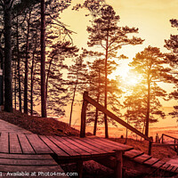 Buy canvas prints of Sunset in the coniferous forest with wooden pathwa by Maria Vonotna