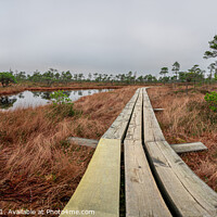 Buy canvas prints of Bog with wooden path, small ponds and pine tree by Maria Vonotna