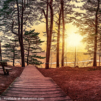 Buy canvas prints of Sunset in pine forest with benches under trees by Maria Vonotna