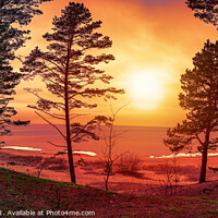 Buy canvas prints of Colorful sunset over sea with pine trees silhouett by Maria Vonotna