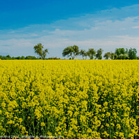 Buy canvas prints of Field with yellow flowers and blue sky in Latvia by Maria Vonotna