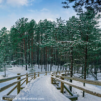 Buy canvas prints of Wooden path among snowy pine trees forest by Maria Vonotna