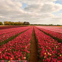 Buy canvas prints of tulip fields pink  by Rachel Harris