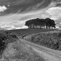 Buy canvas prints of Nearly there Trees by Rachel Harris