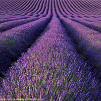 Buy canvas prints of Lavender Fields by Rachel Harris