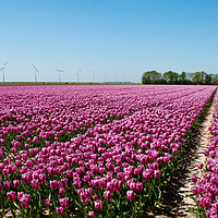 Buy canvas prints of Dutch tulip fields by Juergen Hess