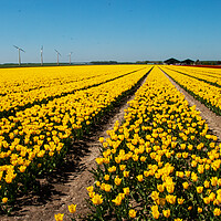 Buy canvas prints of Another Dutch tulip field by Juergen Hess
