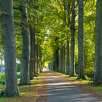 Buy canvas prints of Walking on  the sunshine lane in October  by Juergen Hess