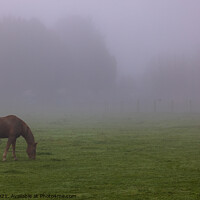 Buy canvas prints of Horse in the fog by eacmich 