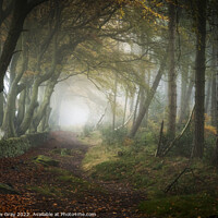 Buy canvas prints of Autumn Woodland by Andy Gray