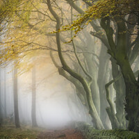 Buy canvas prints of Peak District Woodland by Andy Gray