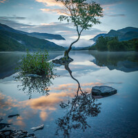 Buy canvas prints of Lyn Padarn Lone Tree by Andy Gray