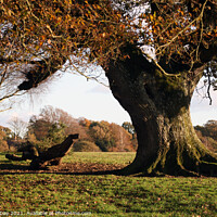 Buy canvas prints of Autumn Oak tree in New Forest by Sandra Day