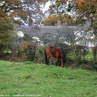 Buy canvas prints of Horse and Thatch. New Forest.  by Sandra Day