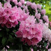 Buy canvas prints of Pink Rhododendron by Sandra Day