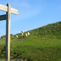 Buy canvas prints of Dorset walk with sheep by Sandra Day
