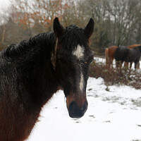 Buy canvas prints of  Horse wet in the snow by Sandra Day