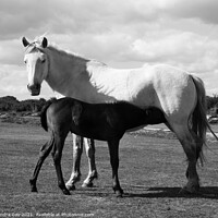 Buy canvas prints of Horse and Foal Black and White by Sandra Day
