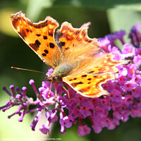 Buy canvas prints of Comma Butterfly by Sandra Day