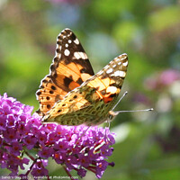 Buy canvas prints of Painted Lady Butterfly by Sandra Day