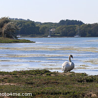 Buy canvas prints of Swan at Wootton Creek, Panoramic. by Sandra Day