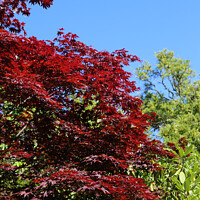 Buy canvas prints of Red Leaf Acer by Sandra Day