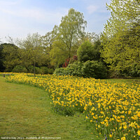 Buy canvas prints of Daffodils at Exbury gardens by Sandra Day