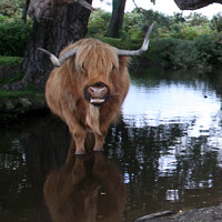 Buy canvas prints of A brown cow standing in to a body of water by Sandra Day