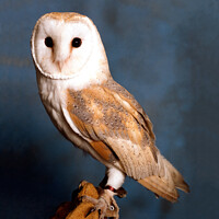 Buy canvas prints of Sitting Barn Owl by Sandra Day