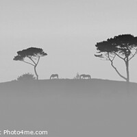 Buy canvas prints of Horses on the Hill BW Cornwall by Sandra Day