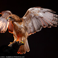 Buy canvas prints of Birds of Prey - Aplomado Falcon Buzzard by johnseanphotography 