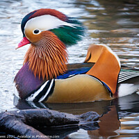 Buy canvas prints of A male Mandarin Duck in Kelsey Park, Beckenham by johnseanphotography 