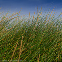 Buy canvas prints of Peaceful, swaying grass in the dunes at Holkham Beach by johnseanphotography 