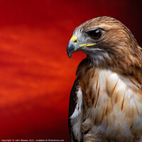 Buy canvas prints of Aplomado Falcon Buzzard by johnseanphotography 