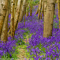 Buy canvas prints of Bluebells at Riverhill Gardens, Sevenoaks by johnseanphotography 
