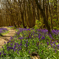 Buy canvas prints of Bluebells at Riverhill Gardens, Sevenoaks by johnseanphotography 