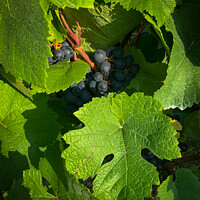 Buy canvas prints of Vine leaves protecting its grapes by johnseanphotography 