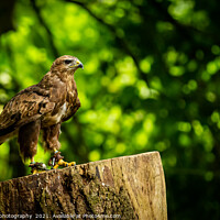 Buy canvas prints of A Hawk from the Birds of Prey at Willows by johnseanphotography 