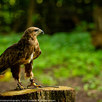 Buy canvas prints of A Hawk from the Birds of Prey at Willows by johnseanphotography 