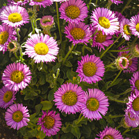 Buy canvas prints of Michaelmas Daisies or Asters, growing freely in a wall along the roadside in Sidmouth, Devon by johnseanphotography 