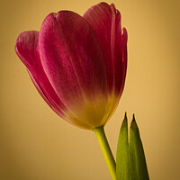 Buy canvas prints of Study of a fine red-pink tulip against a yellow background by johnseanphotography 