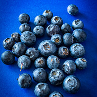 Buy canvas prints of Aged or over ripe Blueberries on a dark blue backg by johnseanphotography 