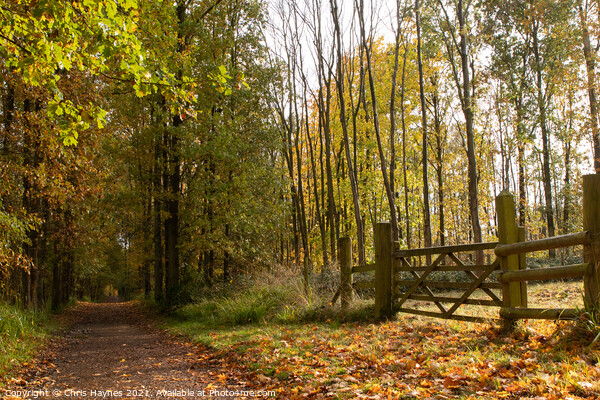An Autumn Walk through the Woodland  Picture Board by Chris Haynes