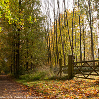 Buy canvas prints of An Autumn Walk through the Woodland  by Chris Haynes