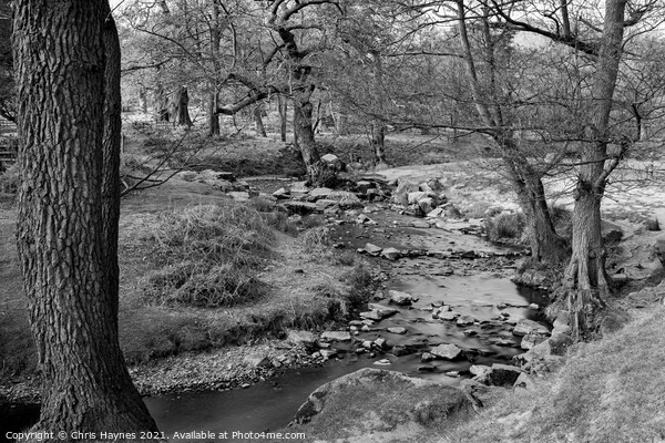 Meandering Stream through Woodland Picture Board by Chris Haynes
