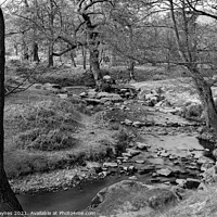 Buy canvas prints of Meandering Stream through Woodland by Chris Haynes