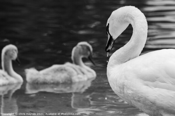 Mother Swan Picture Board by Chris Haynes