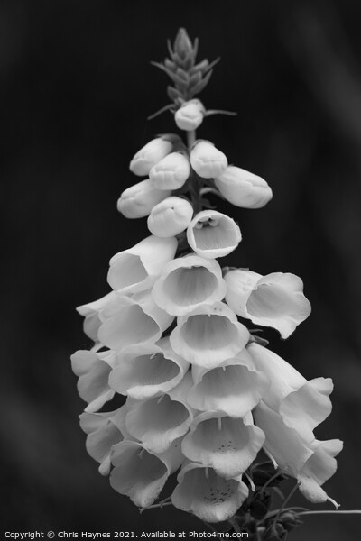 Foxglove in black and white Picture Board by Chris Haynes