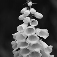 Buy canvas prints of Foxglove in black and white by Chris Haynes